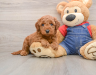6 week old Mini Goldendoodle Puppy For Sale - Simply Southern Pups