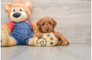 Best Mini Goldendoodle Baby