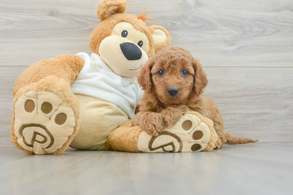 Best Mini Goldendoodle Baby