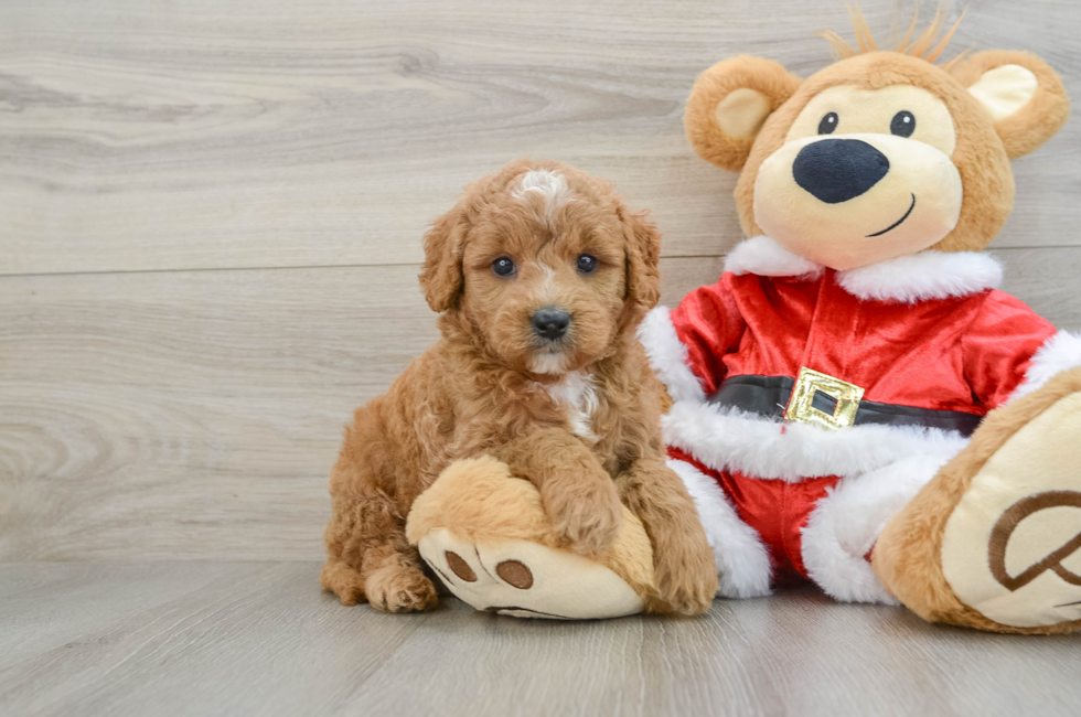 6 week old Mini Goldendoodle Puppy For Sale - Simply Southern Pups