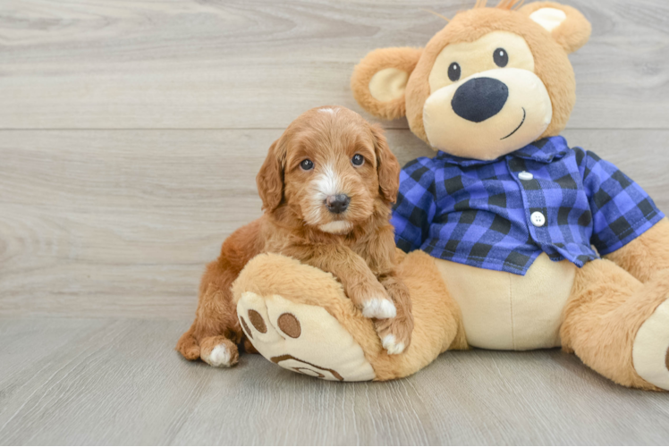 Adorable Golden Retriever Poodle Mix Poodle Mix Puppy
