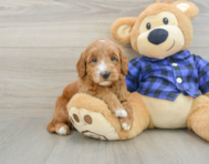 7 week old Mini Goldendoodle Puppy For Sale - Simply Southern Pups