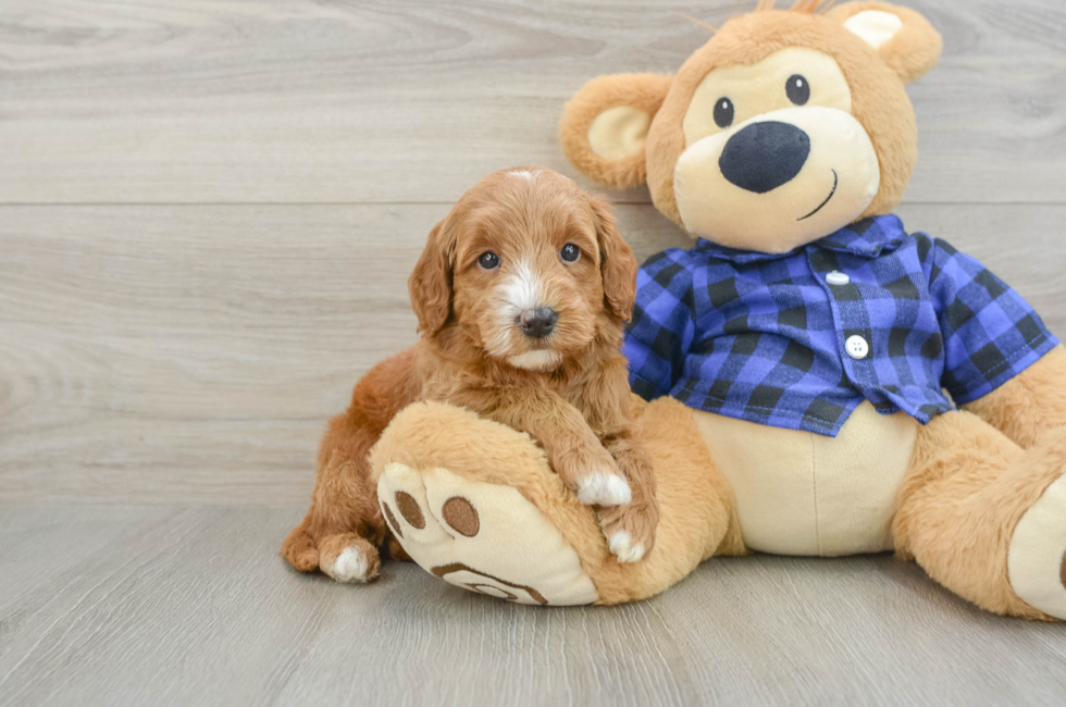 5 week old Mini Goldendoodle Puppy For Sale - Simply Southern Pups
