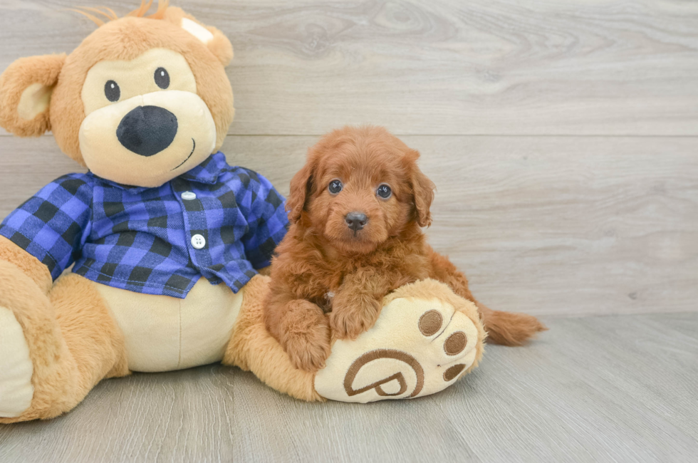 5 week old Mini Goldendoodle Puppy For Sale - Simply Southern Pups