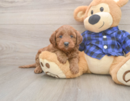 7 week old Mini Goldendoodle Puppy For Sale - Simply Southern Pups