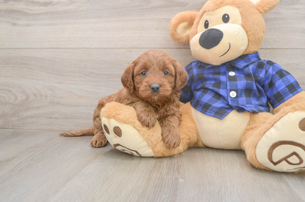 5 week old Mini Goldendoodle Puppy For Sale - Simply Southern Pups