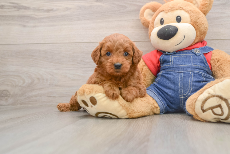 Small Mini Goldendoodle Baby