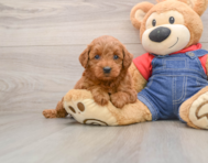 6 week old Mini Goldendoodle Puppy For Sale - Simply Southern Pups
