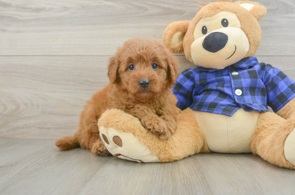 5 week old Mini Goldendoodle Puppy For Sale - Simply Southern Pups