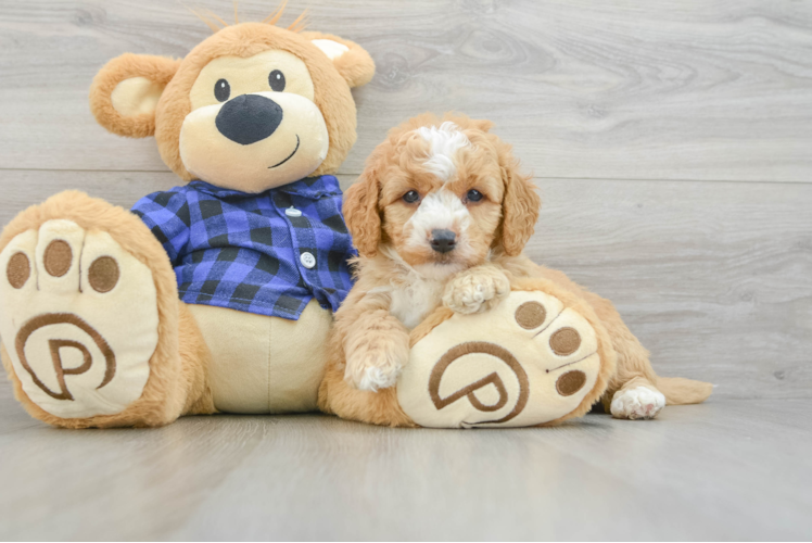 Mini Goldendoodle Puppy for Adoption
