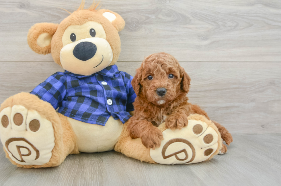 5 week old Mini Goldendoodle Puppy For Sale - Simply Southern Pups