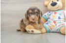Best Mini Goldendoodle Baby