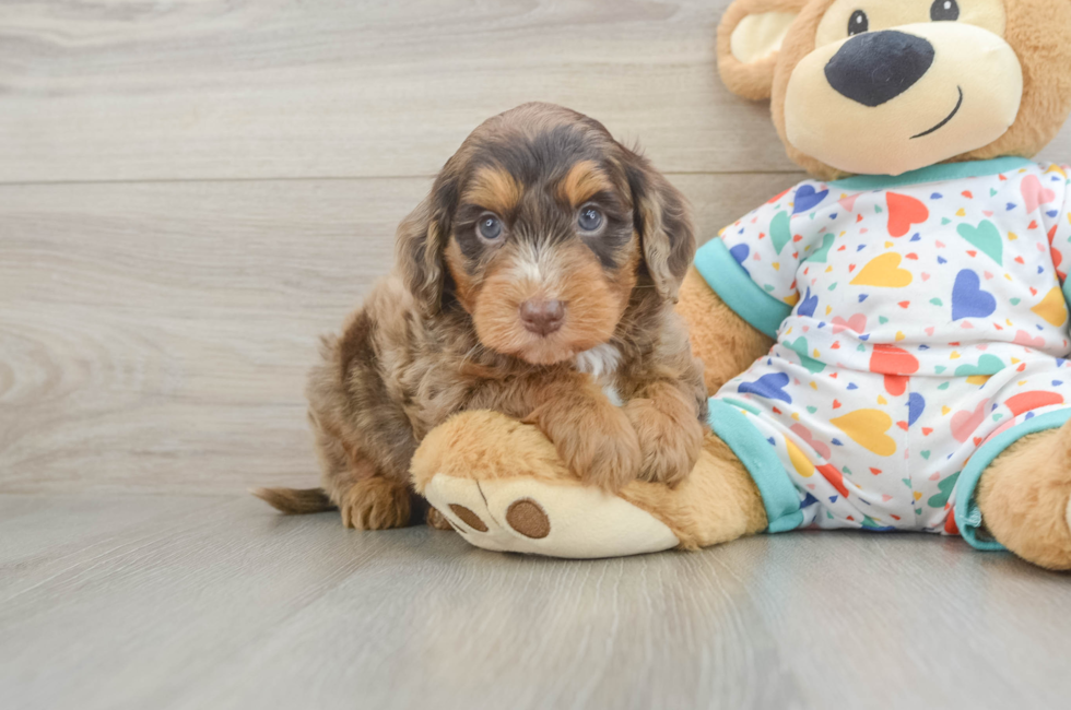 5 week old Mini Goldendoodle Puppy For Sale - Simply Southern Pups