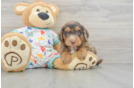 Popular Mini Goldendoodle Poodle Mix Pup