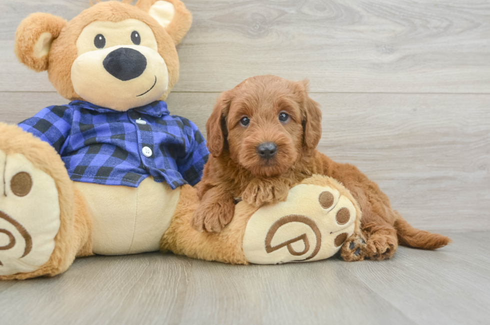5 week old Mini Goldendoodle Puppy For Sale - Simply Southern Pups