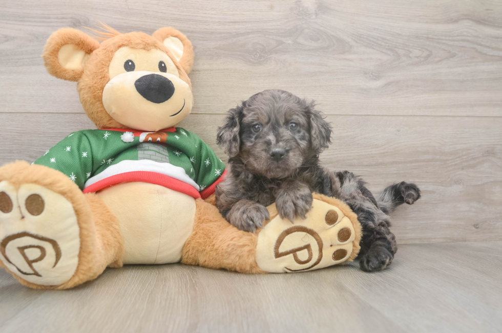5 week old Mini Goldendoodle Puppy For Sale - Simply Southern Pups