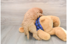 Sweet Mini Goldendoodle Baby