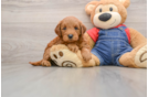 Best Mini Goldendoodle Baby