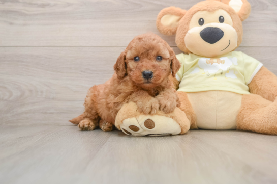Best Mini Goldendoodle Baby