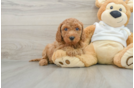 Playful Mini Groodle Poodle Mix Puppy