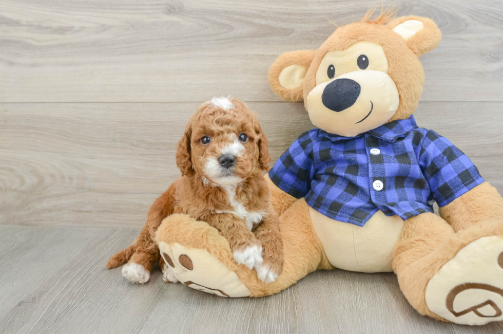 5 week old Mini Goldendoodle Puppy For Sale - Simply Southern Pups