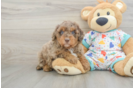 Mini Goldendoodle Pup Being Cute