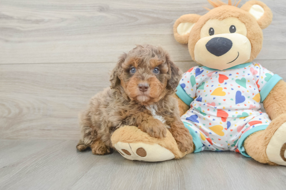 Mini Goldendoodle Pup Being Cute