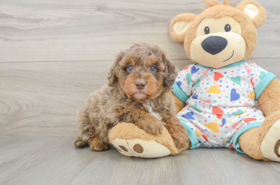 Mini Goldendoodle Pup Being Cute