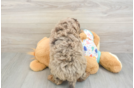 Mini Goldendoodle Puppy for Adoption