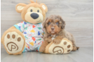 Fluffy Mini Goldendoodle Poodle Mix Pup