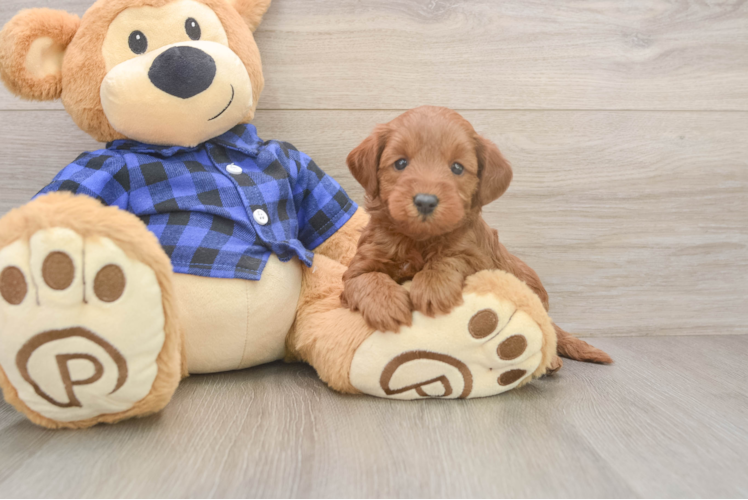 Mini Goldendoodle Puppy for Adoption