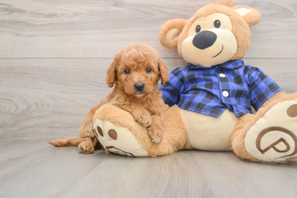Best Mini Goldendoodle Baby