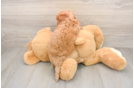 Best Mini Goldendoodle Baby