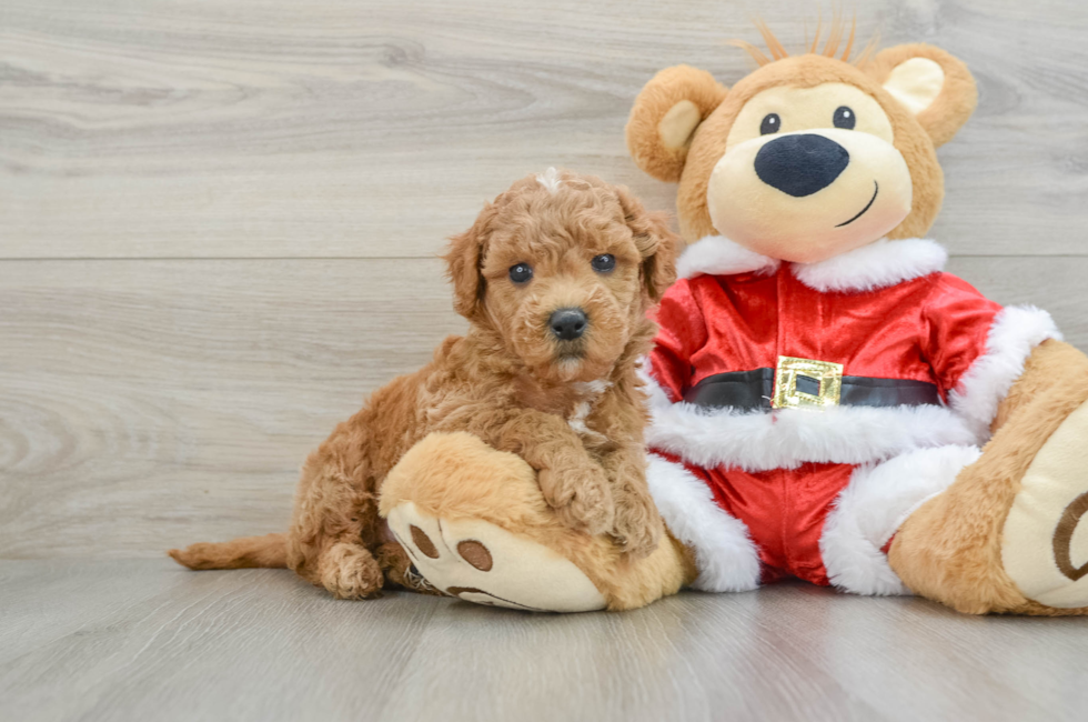 6 week old Mini Goldendoodle Puppy For Sale - Simply Southern Pups