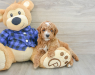 7 week old Mini Goldendoodle Puppy For Sale - Simply Southern Pups