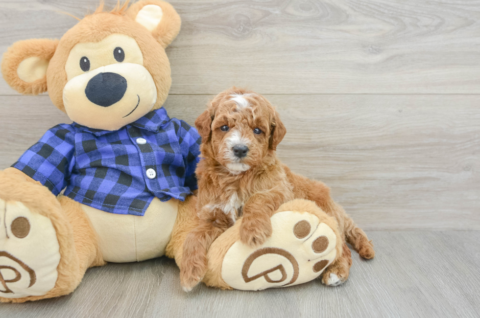 5 week old Mini Goldendoodle Puppy For Sale - Simply Southern Pups