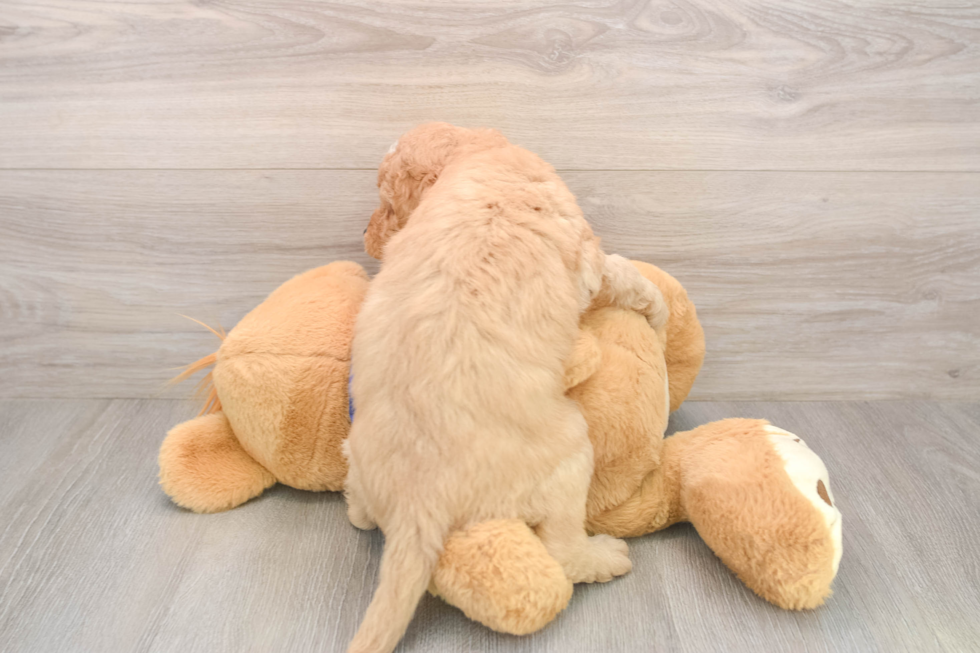 Happy Mini Goldendoodle Baby