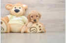 Sweet Mini Goldendoodle Baby