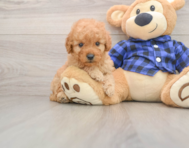 7 week old Mini Goldendoodle Puppy For Sale - Simply Southern Pups