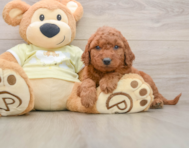 7 week old Mini Goldendoodle Puppy For Sale - Simply Southern Pups