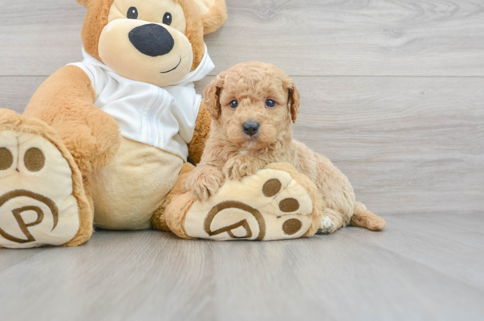 5 week old Mini Goldendoodle Puppy For Sale - Simply Southern Pups