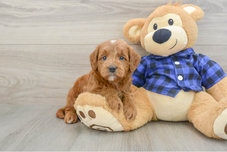 Funny Mini Goldendoodle Poodle Mix Pup