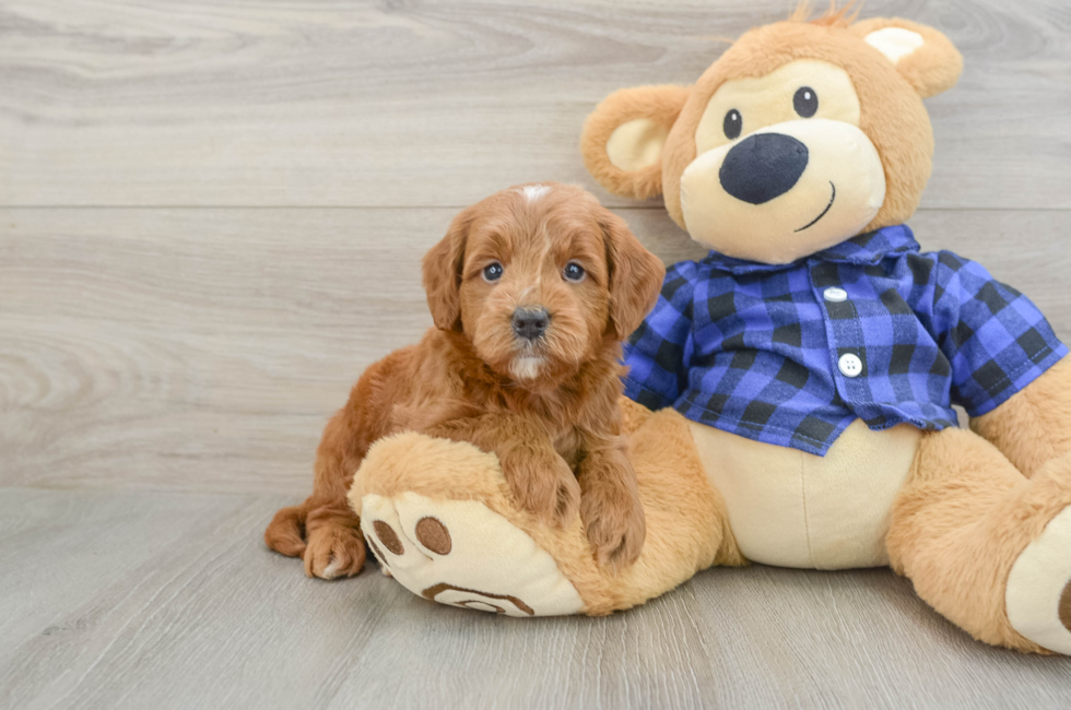 5 week old Mini Goldendoodle Puppy For Sale - Simply Southern Pups