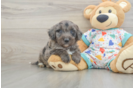 Mini Goldendoodle Puppy for Adoption