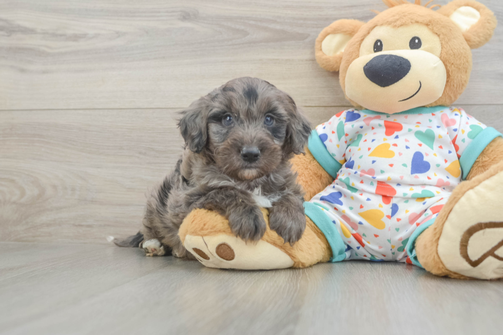 Mini Goldendoodle Puppy for Adoption