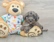 8 week old Mini Goldendoodle Puppy For Sale - Simply Southern Pups
