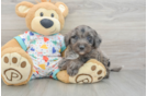 Hypoallergenic Mini Goldiepoo Poodle Mix Puppy