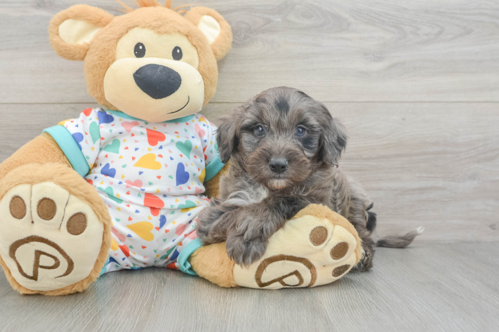 Hypoallergenic Mini Goldiepoo Poodle Mix Puppy