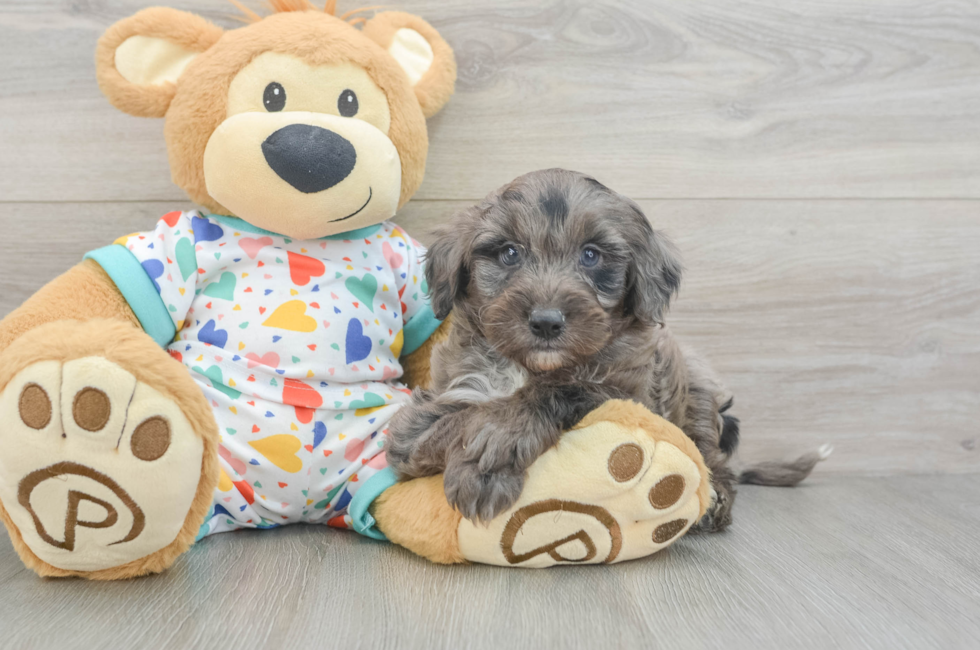 5 week old Mini Goldendoodle Puppy For Sale - Simply Southern Pups