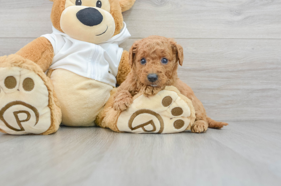5 week old Mini Goldendoodle Puppy For Sale - Simply Southern Pups